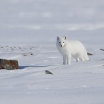 arcticfox51.jpg