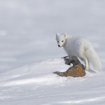 arcticfox52.jpg