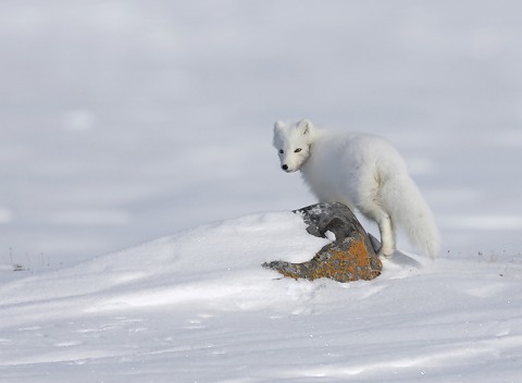 arcticfox52.jpg