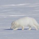 arcticfox53.jpg