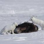arcticfox54b.jpg