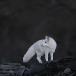 arcticfox
