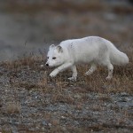 arcticfox