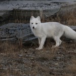 arcticfox