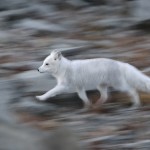 arcticfox