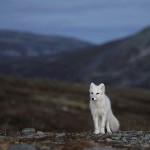 arcticfox