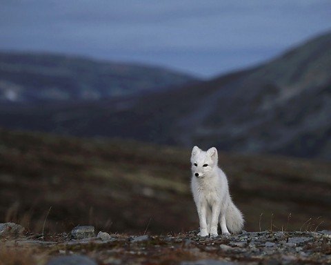 arcticfox