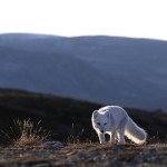 arcticfox