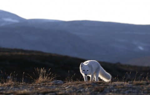 arcticfox