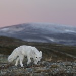 arcticfox