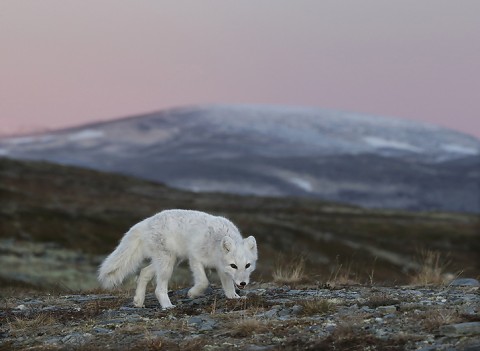 arcticfox