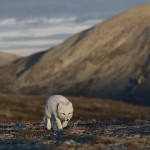 arcticfox