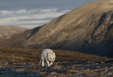 arcticfox