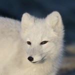 arcticfox