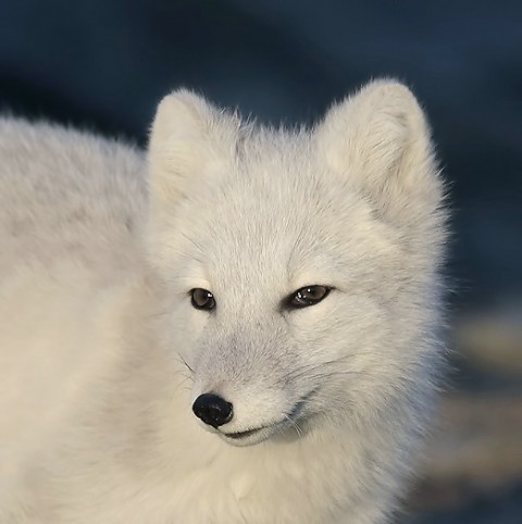 arcticfox