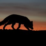 arcticfox