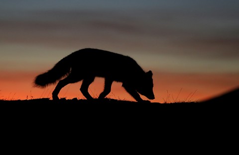 arcticfox