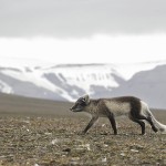 arcticfox