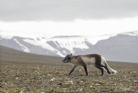 arcticfox