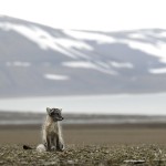 arcticfox