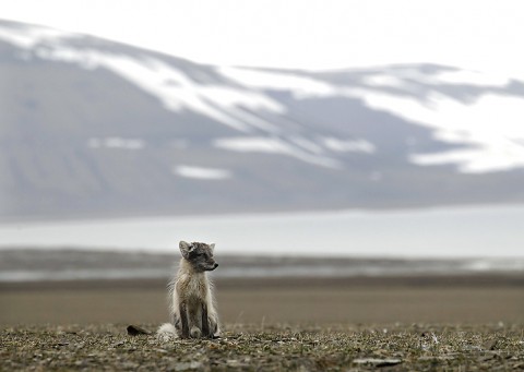 arcticfox