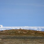 arcticfox6.jpg