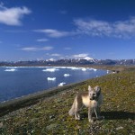 arcticfox7.jpg