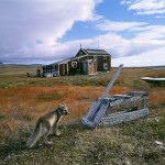 arcticfox8.jpg