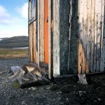 arcticfox91.jpg