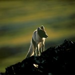 arcticfox93.jpg
