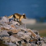 arcticfox95.jpg