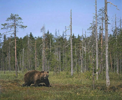 brownbear_carelia1.jpg