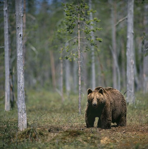 brownbear_carelia4.jpg