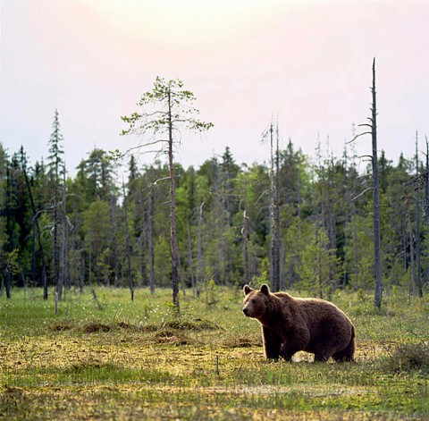 brownbear_carelia6.jpg