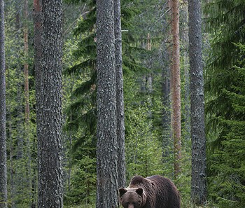 brownbear_karelia21.jpg