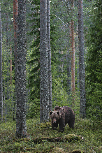 brownbear_karelia21.jpg