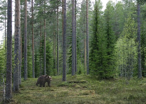 brownbear_karelia24.jpg