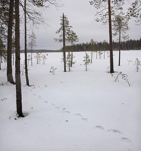 brownbear_karelia25.jpg