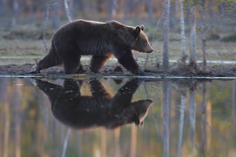 brownbear_karelia29.jpg