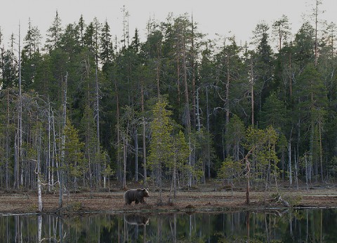 brownbear_karelia30.jpg