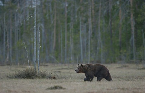 brownbear_karelia32.jpg