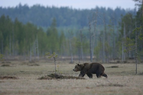 brownbear_karelia33.jpg