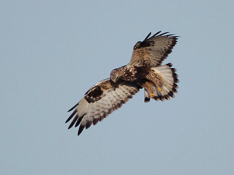 roughleggedbuzzard11.jpg