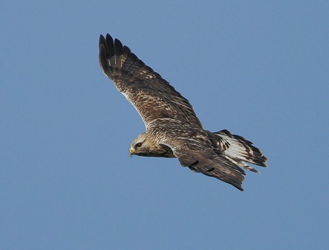 roughleggedbuzzard12.jpg