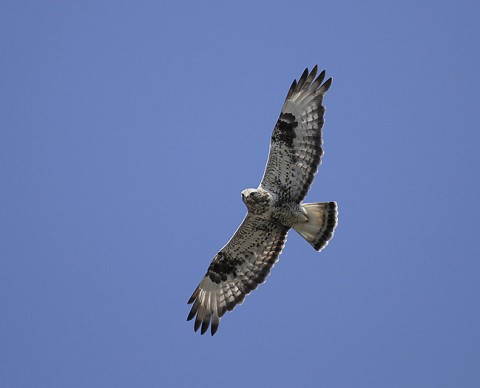 roughleggedbuzzard17.jpg