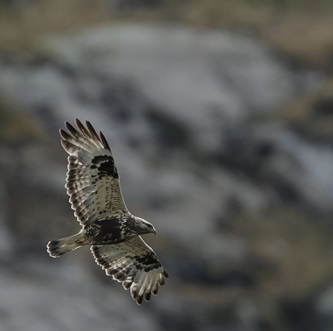 roughleggedbuzzard18.jpg