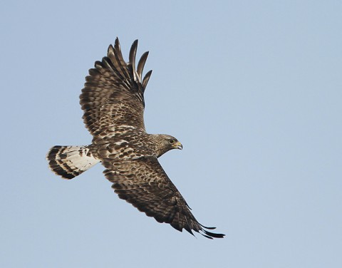 roughleggedbuzzard22.jpg