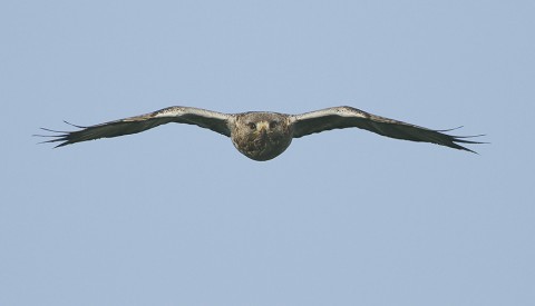 roughleggedbuzzard24.jpg