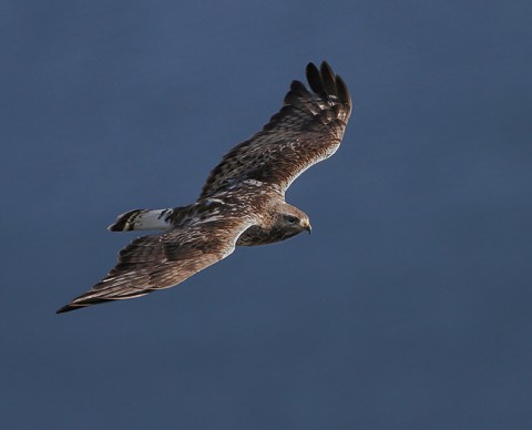 roughleggedbuzzard25.jpg