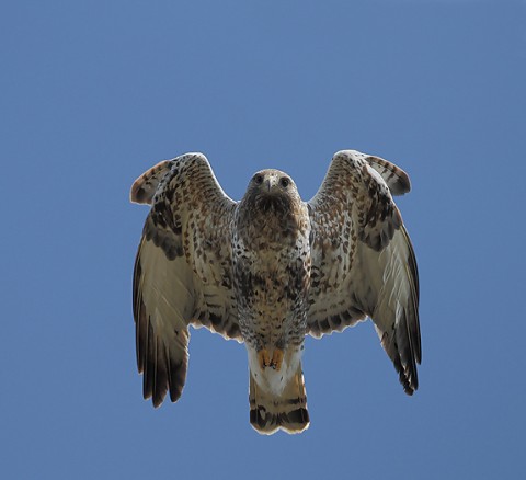 roughleggedbuzzard27.jpg